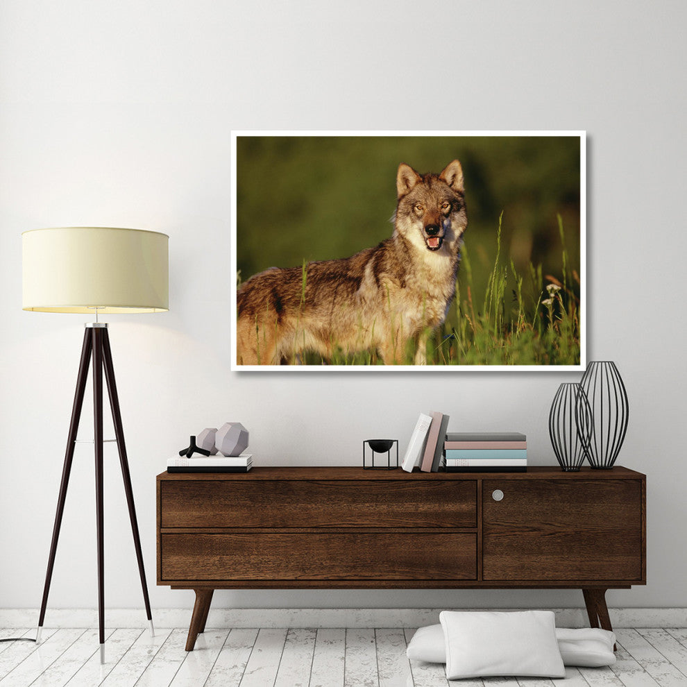 "Timber Wolf portrait, North America" Print by Tim Fitzharris, 62"x42"
