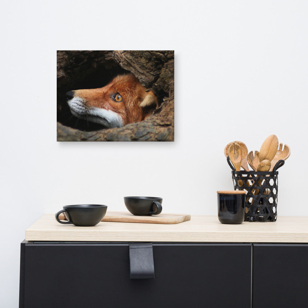 Red Fox Face in Stump Animal Wildlife Nature Photograph Canvas Wall Art Prints, 12" X 16"