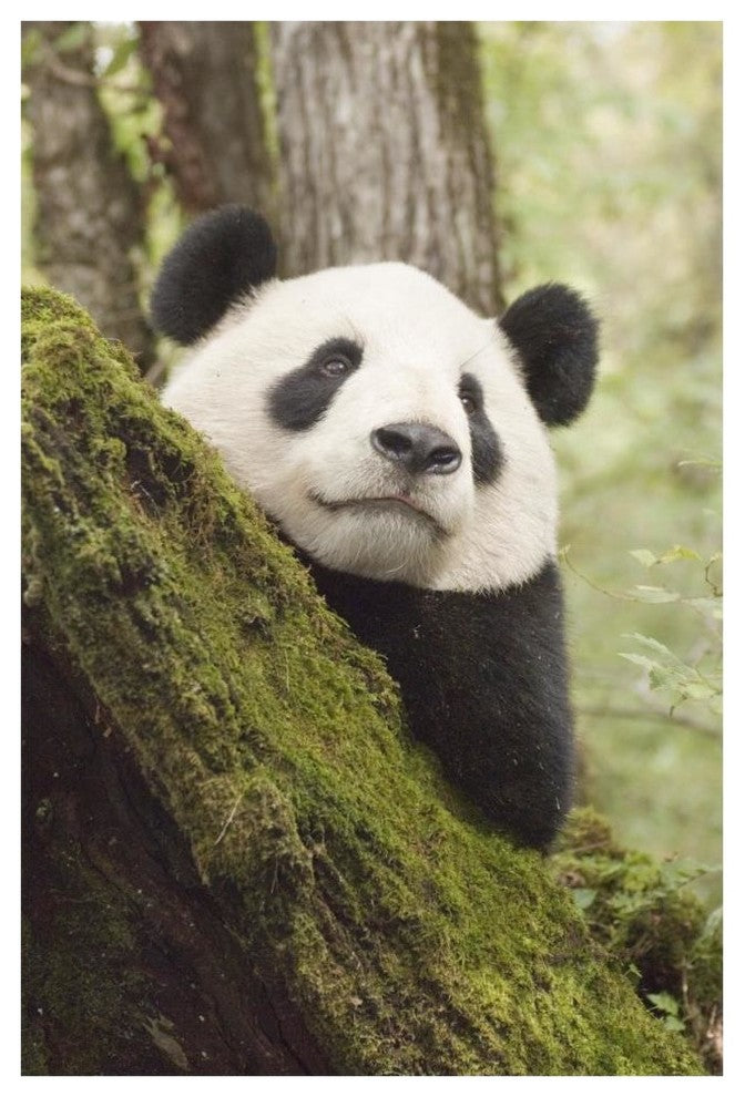 "Xiang Xiang, 1st captive raised panda released into wild" Paper Art, 42"x62"