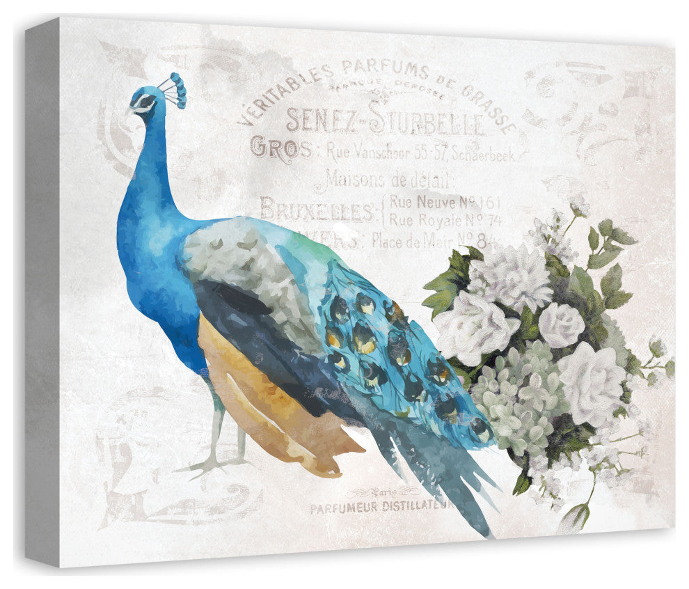 French Peacock 2 16x20 Canvas Wall Art