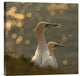 "Gannets In Sunset" Stretched Canvas Giclee by Karen Kolbeck, 18"x18"