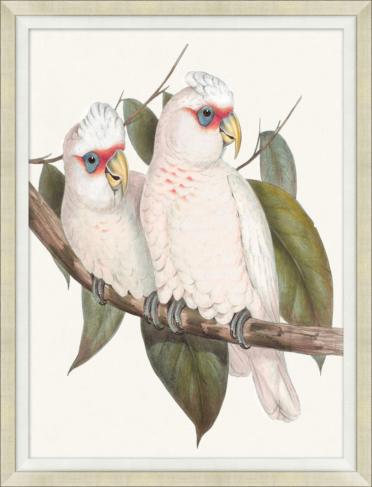 Cocatoo 1, Giclee Reproduction Artwork