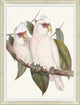 Cocatoo 1, Giclee Reproduction Artwork