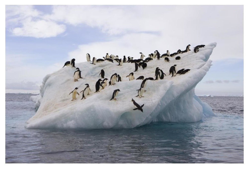 "Adelie Penguin flock on iceberg near Paulet Island" Paper Art, 20"x14"