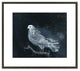 Pigeon on a Perch, 1960