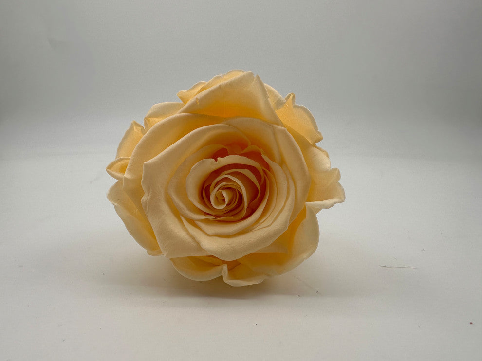 Regular Preserved Roses, Set of 8, Champagne
