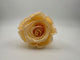Regular Preserved Roses, Set of 8, Champagne