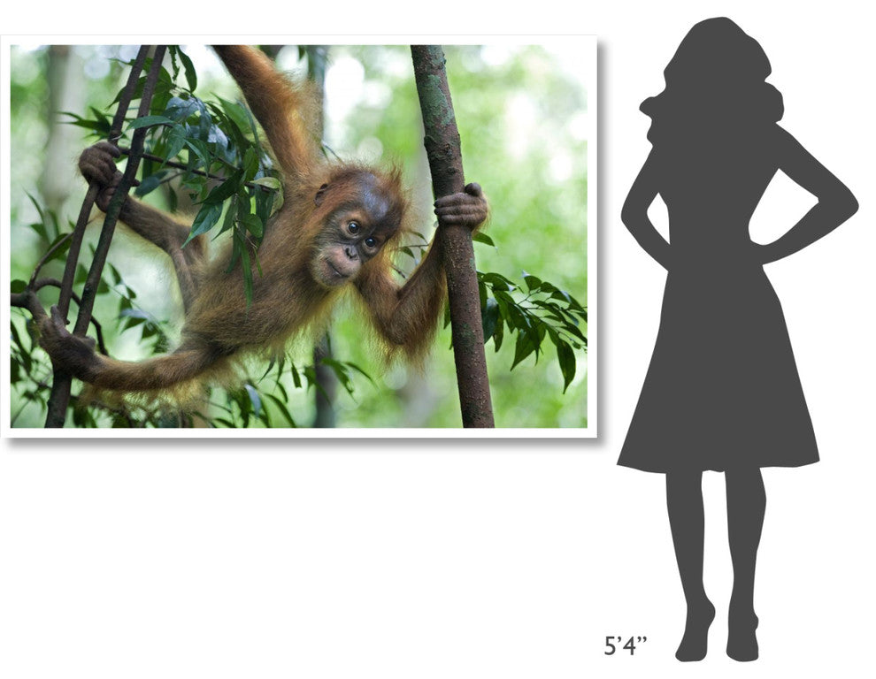 "Sumatran Orangutan baby playing in tree, north Sumatra" Paper Art, 62"x42"