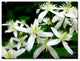 'Autumn Clematis' Canvas Art by Kathie McCurdy