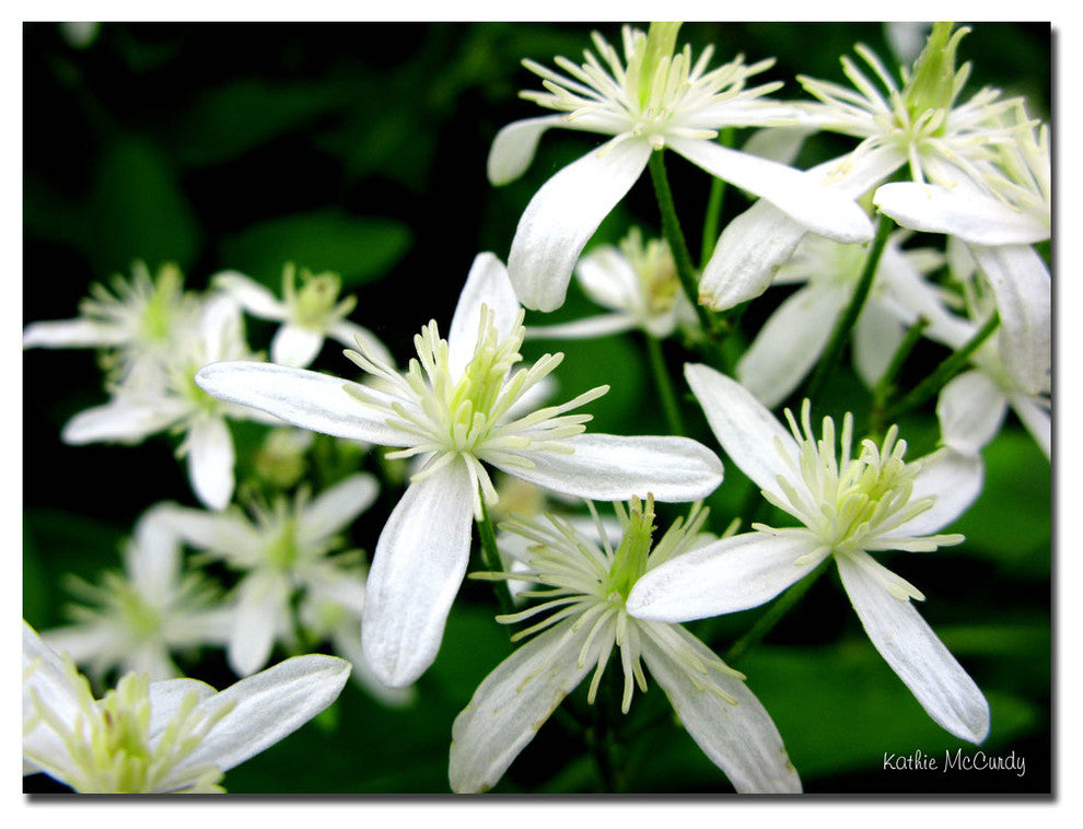 'Autumn Clematis' Canvas Art by Kathie McCurdy