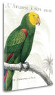 "Parrot Botanique I" By Wild Apple Portfolio, Giclee on Gallery Wrap Canvas