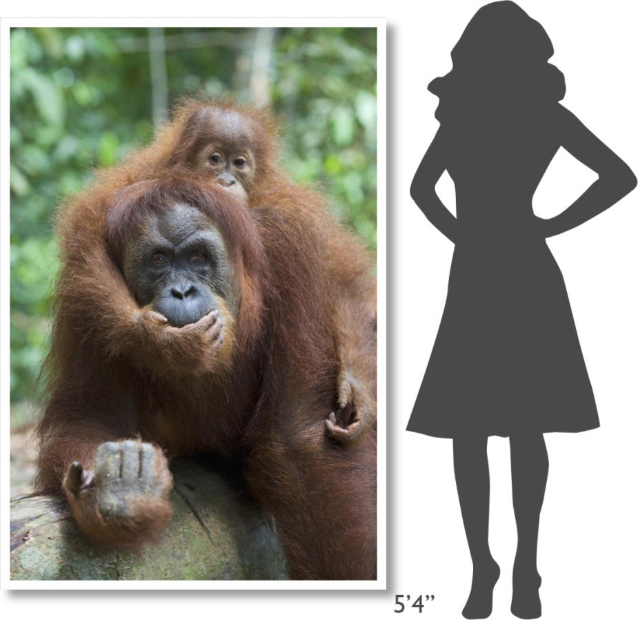 "Sumatran Orangutan mother and playful baby, north Sumatra" Paper Art, 42"x62"