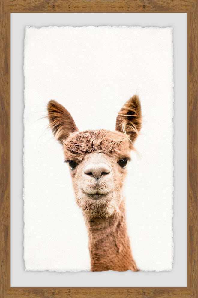 "Llama Face II" Framed Painting Print, 20"x30"