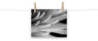 Droplets on Petals Black & White Floral Photo Unframed Wall Art Print, 8" X 10"