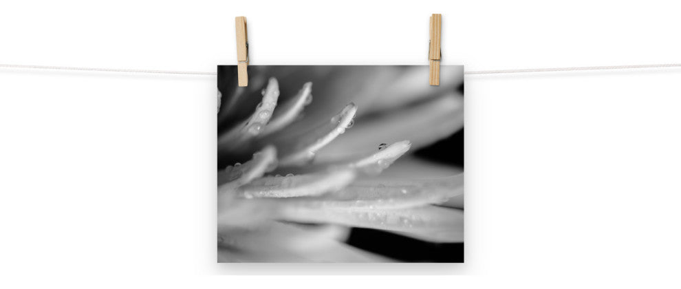 Droplets on Petals Black & White Floral Photo Unframed Wall Art Print, 8" X 10"