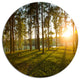 Bright Sunlight In Dense Forest, Landscape Disc Metal Wall Art, 23"