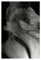 "Iris Abstract I" Digital Paper Print by Laura Marshall, 18"x26"