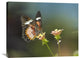 "Nymphalid Butterfly Feeding On Flower Nectar, Native To Asia" Artwork