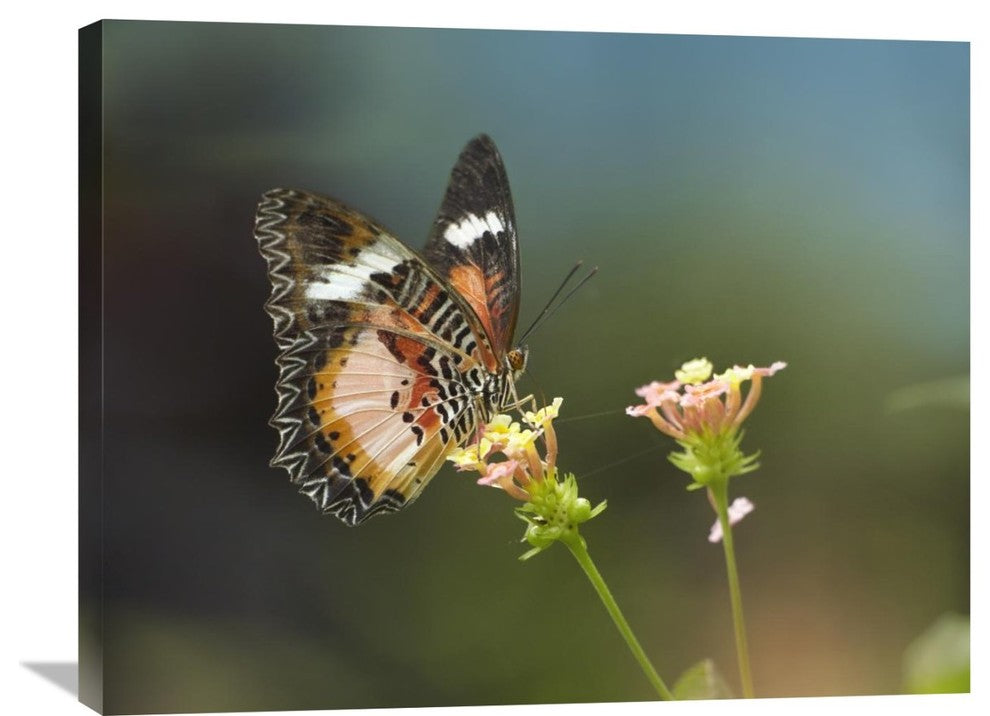 "Nymphalid Butterfly Feeding On Flower Nectar, Native To Asia" Artwork