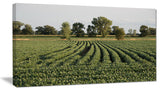 Wisconsin Soybean Field Rows, Landscape Canvas Art Print, 40x20
