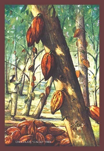 Chocolate "Cacao" Tree - Gallery Wrapped Canvas Art 28" x 42"
