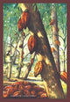 Chocolate "Cacao" Tree - Gallery Wrapped Canvas Art 28" x 42"