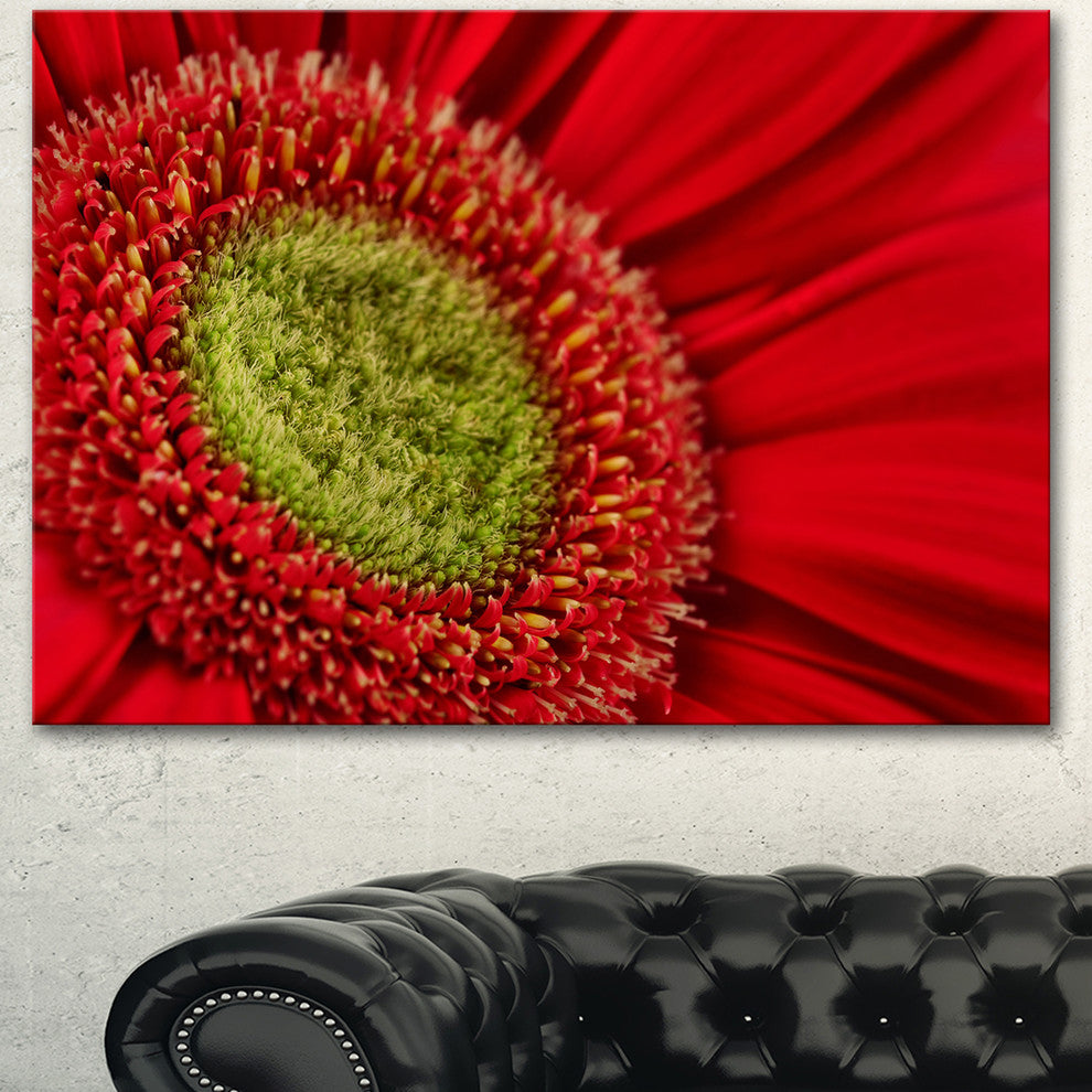 Red Daisy Gerbera Flower Close up, Flowers Canvas Wall Artwork, 40"x30"