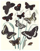 Butterflies: H. Circe, H. Hermione, Et Al.- Fine Art Giclee Print 24" x 36"