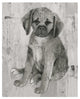"Paco in Grey Tones" Digital Paper Print by Albena Hristova, 22"x26"