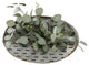 Silver Dollar Eucalyptus Spray, Oval Metal Wall Sconce