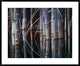 Western Red Cedar Trees, Oliphant Lake, British Columbia, Canada, 38"x30"