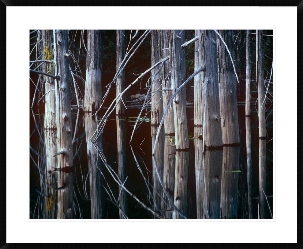 Western Red Cedar Trees, Oliphant Lake, British Columbia, Canada, 38"x30"