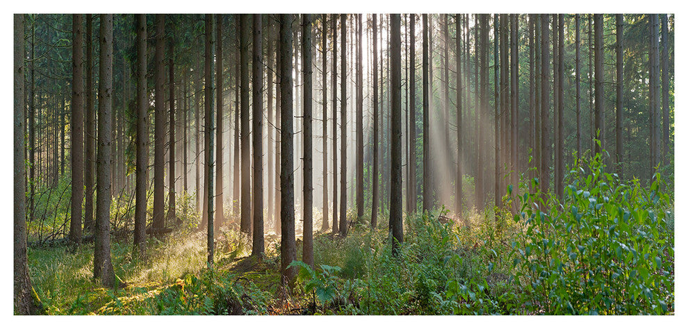 Green Forest in Mist Panorama, Large landscape Canvas Art Print, 60"x28"