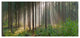 Green Forest in Mist Panorama, Large landscape Canvas Art Print, 60"x28"