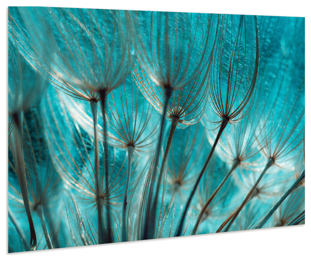 "Dandelion" Flower Wall Art Printed on Unframed Free Floating Tempered Glass