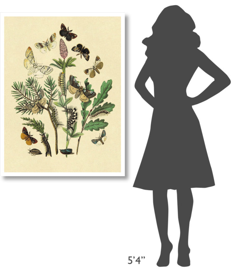 "Moths: O. Gonostigma, D. Pudibunda, et al." Paper Print by W. F. Kirby, 32"x42"