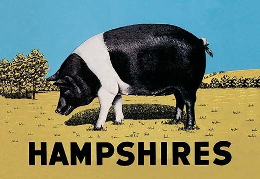 Hampshires - Gallery Wrapped Canvas Art 28" x 42"