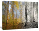 Yellow Morning in Forest Panorama, Landscape Canvas Art Print, 20"x12"