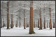 "Magical Forest" Framed Canvas Giclee by Dragisa Petrovic, 37x25"