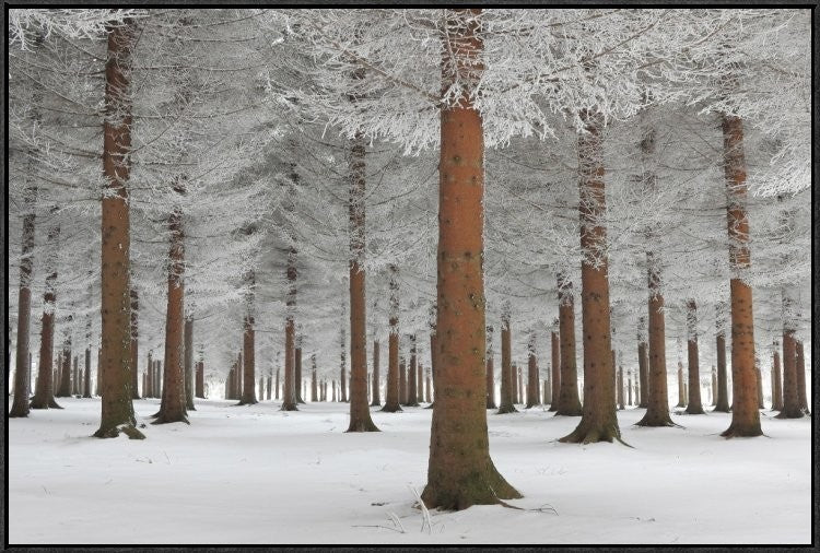"Magical Forest" Framed Canvas Giclee by Dragisa Petrovic, 37x25"