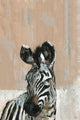"Bonjour Zebra" Painting Print on Wrapped Canvas, 16"x24"