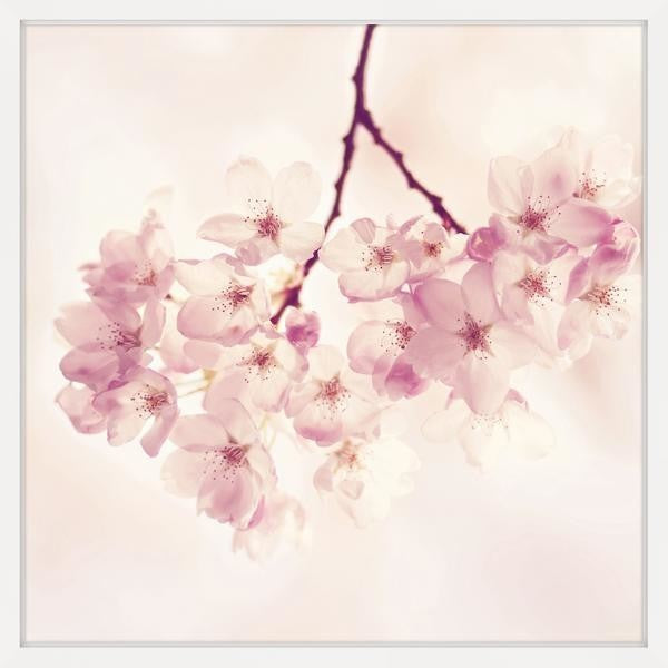 "Cherry Blossoms" Framed Painting Print, 24"x24"
