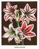 Amaryllis - Gallery Wrapped Canvas Art 28" x 42"