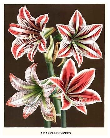 Amaryllis - Gallery Wrapped Canvas Art 28" x 42"