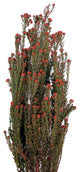 Vickerman all Natural Tortum Bundle, Female, Preserved, Red, 15-20"