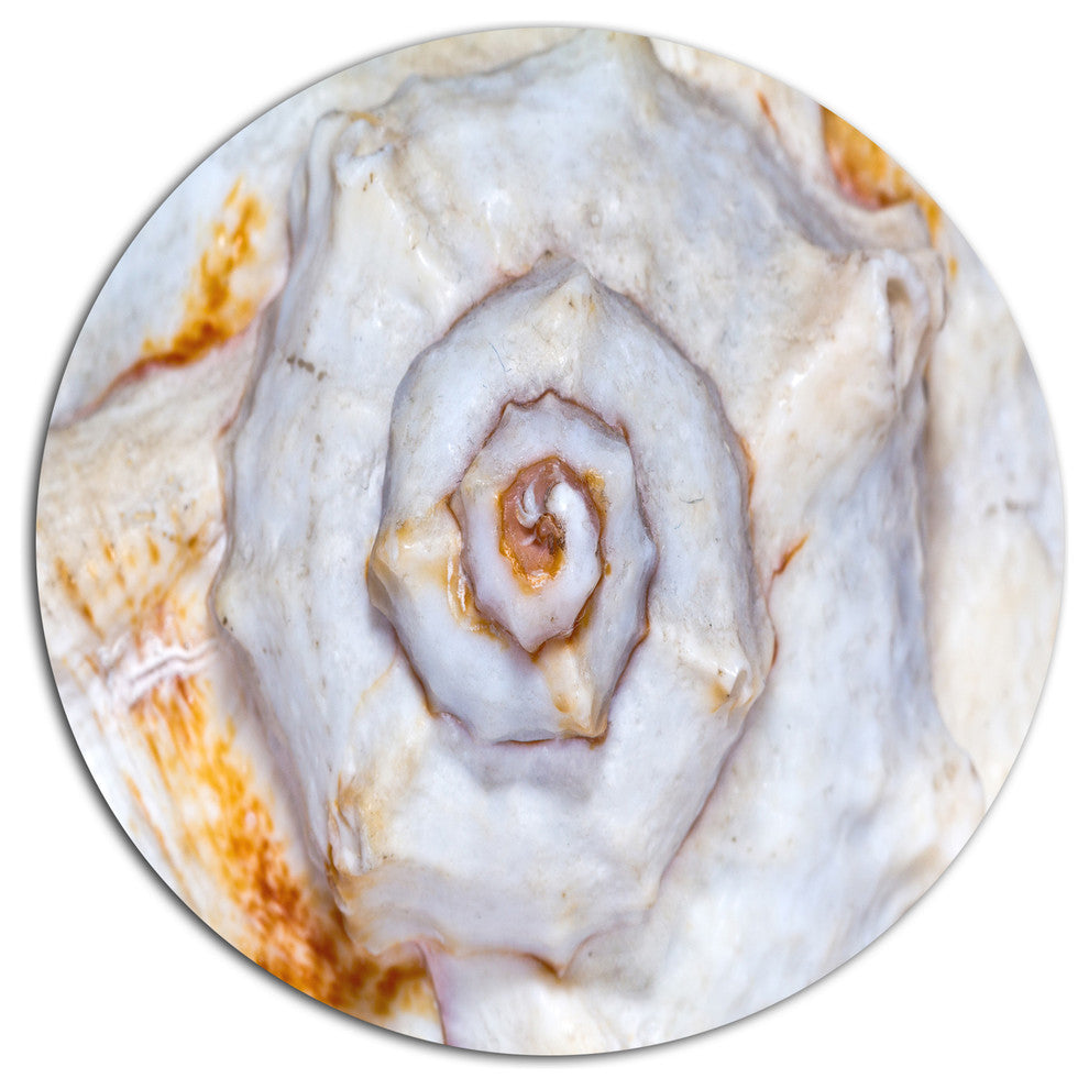 Great Skeleton Of Sea Shell, Animal Large Disc Metal Wall Art, 11"