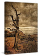 "Crags and Crooks II" Painting Print on Canvas by Robertson
