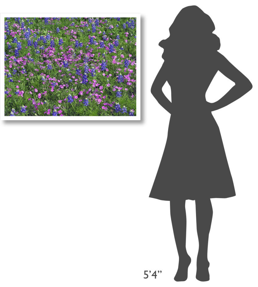 "Sand Bluebonnet and Pointed Phlox" Paper Print by Tim Fitzharris, 34"x26"