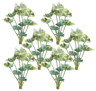 Caladium Bush, 6-Piece Set