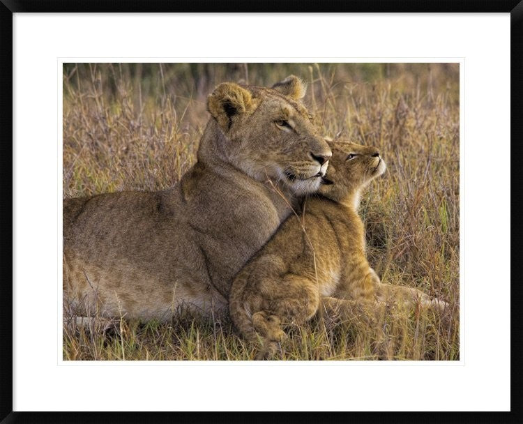 "Baby Lion With Mother" Framed Digital Print by Henry Jager, 32x26"